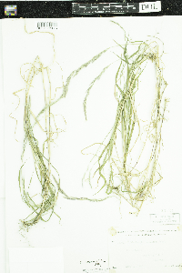 Muhlenbergia mexicana image