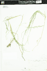 Muhlenbergia mexicana image