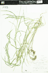 Muhlenbergia mexicana image