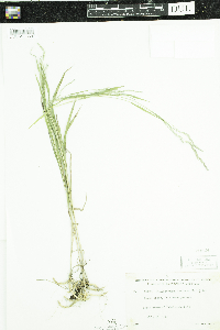 Muhlenbergia mexicana image