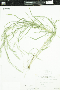 Muhlenbergia mexicana image