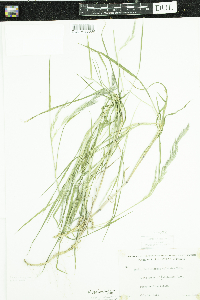 Muhlenbergia mexicana image