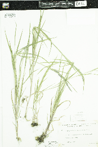 Muhlenbergia mexicana image