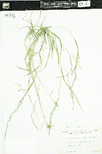 Muhlenbergia mexicana image