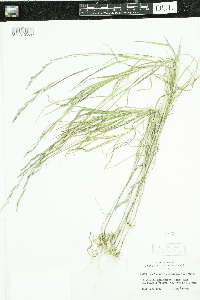 Muhlenbergia mexicana image