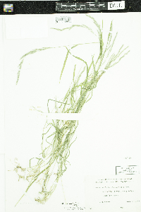 Muhlenbergia mexicana image