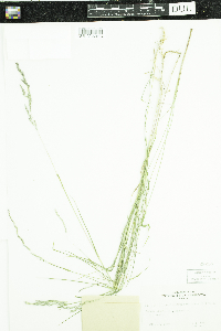 Muhlenbergia mexicana image