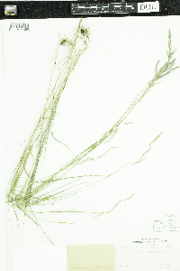 Muhlenbergia mexicana image