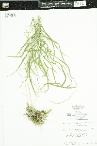 Muhlenbergia mexicana image
