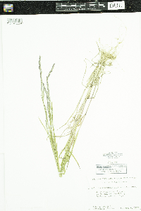 Muhlenbergia mexicana image