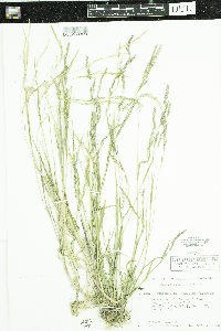 Muhlenbergia mexicana image