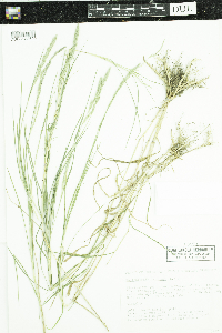 Muhlenbergia mexicana image