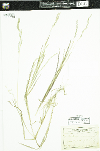 Muhlenbergia mexicana image
