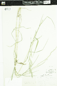 Muhlenbergia mexicana image