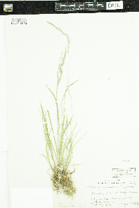 Muhlenbergia mexicana image