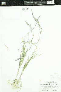 Muhlenbergia mexicana image