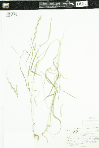 Muhlenbergia mexicana image