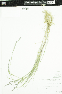 Muhlenbergia mexicana image