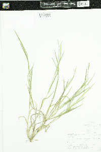 Muhlenbergia mexicana image