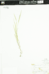 Muhlenbergia mexicana image