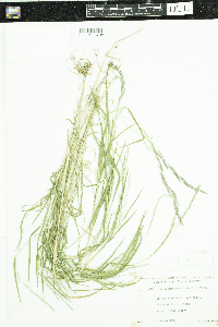 Muhlenbergia mexicana image
