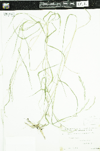 Muhlenbergia mexicana image