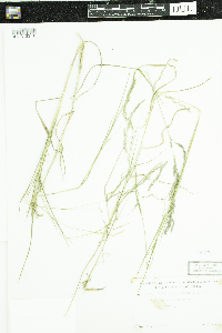 Muhlenbergia mexicana image
