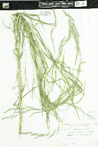 Muhlenbergia mexicana image
