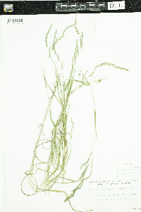 Muhlenbergia mexicana image