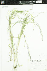 Muhlenbergia mexicana image
