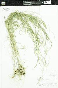 Muhlenbergia mexicana image