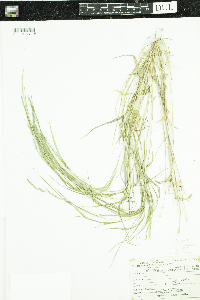 Muhlenbergia mexicana image