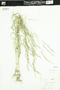 Muhlenbergia mexicana image