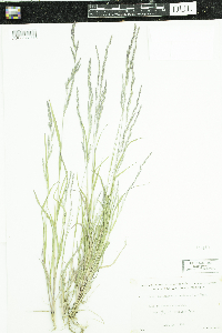 Muhlenbergia mexicana image
