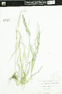 Muhlenbergia mexicana image