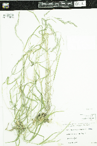 Muhlenbergia mexicana image