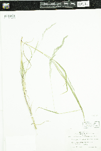 Muhlenbergia mexicana image