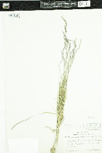 Muhlenbergia mexicana image