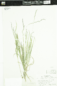 Muhlenbergia mexicana image