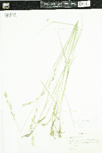 Melica spectabilis image