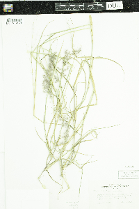 Melinis repens image