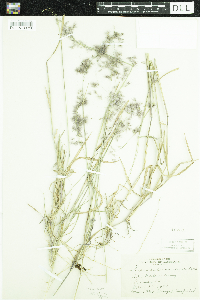 Melinis repens image