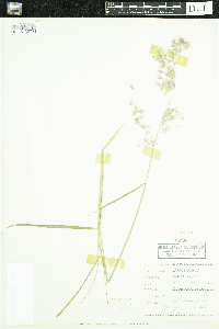 Melinis repens image