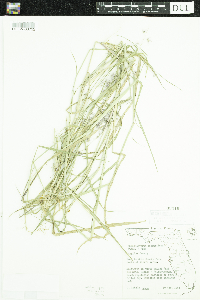Melinis repens image