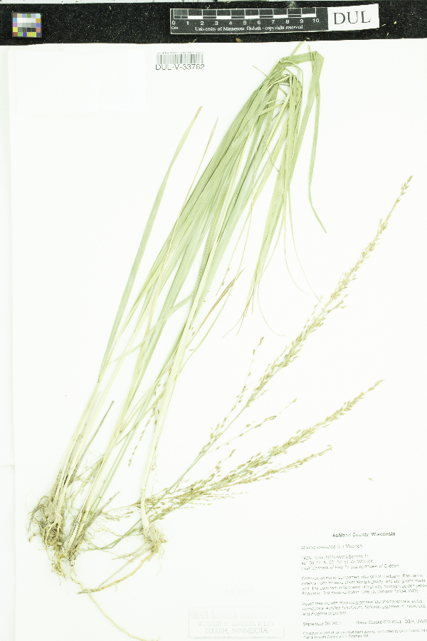 Molinia caerulea image