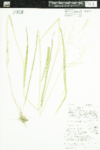 Leersia oryzoides image