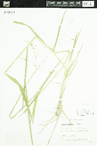 Leersia oryzoides image