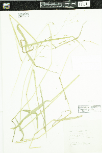 Leersia oryzoides image