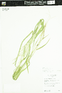Leersia oryzoides image