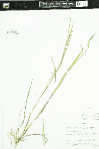 Leersia oryzoides image